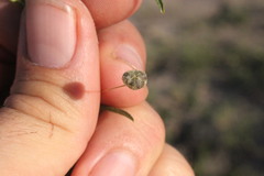 Sida trichopoda