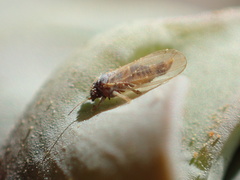Ctenarytaina eucalypti