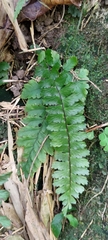Hymenasplenium apogamum
