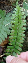 Hymenasplenium apogamum