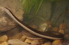 Pseudoferania polylepis