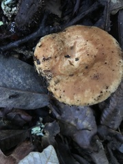 Lactarius subvillosus