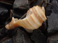 Neptunea decemcostata