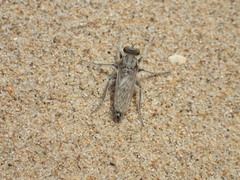 Lasiopogon littoris