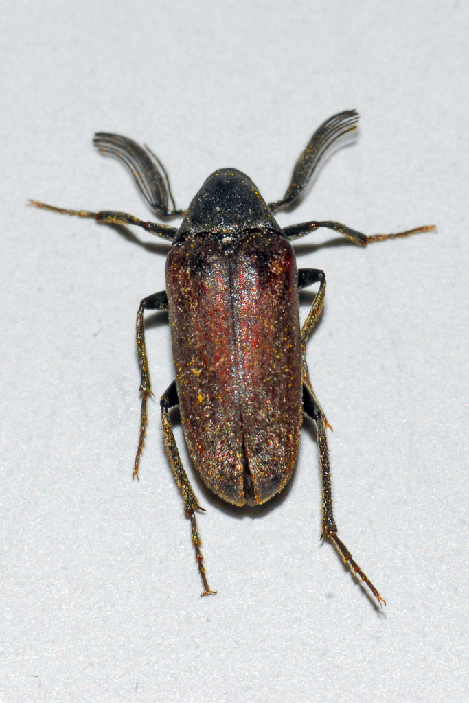 Engineered wedge-shaped Beetle