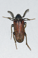 Ptilophorus wrightii