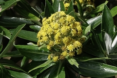 Brachyglottis stewartiae
