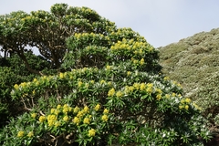 Brachyglottis stewartiae