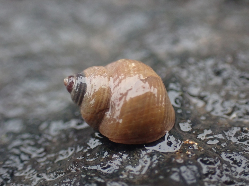 rough periwinkle