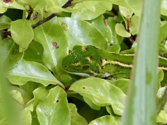 Naultinus gemmeus