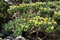 Brachyglottis stewartiae