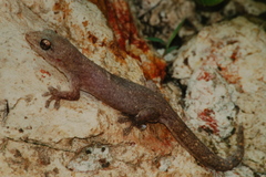 Gehyra australis