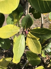 Ficus pedunculosa