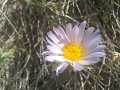 Xylorhiza