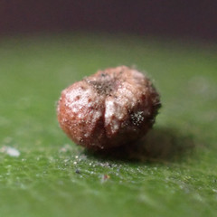 Dryocosmus minusculus