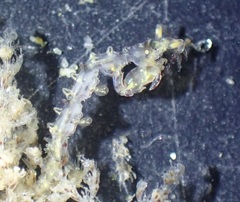 Caprella verrucosa