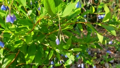 Billardiera heterophylla