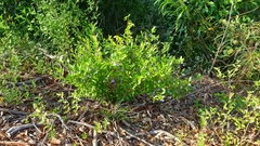 Billardiera heterophylla