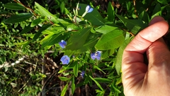 Billardiera heterophylla