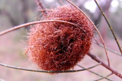 Allocasuarina inophloia