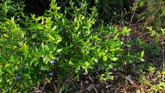 Billardiera heterophylla