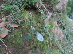 Leptosia