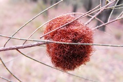 Allocasuarina inophloia