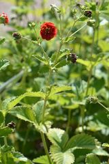 Potentilla atrosanguinea