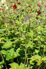Potentilla atrosanguinea