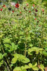Potentilla atrosanguinea