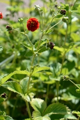 Potentilla atrosanguinea