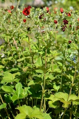 Potentilla atrosanguinea
