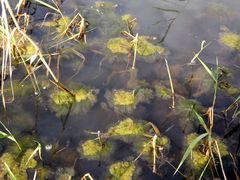 Cladophora glomerata