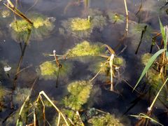 Cladophora glomerata