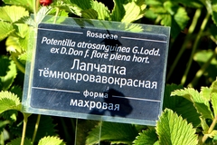 Potentilla atrosanguinea