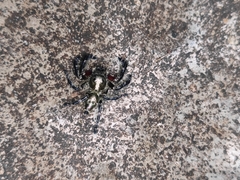 Hyllus diardi