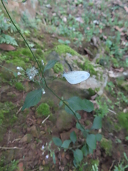 Leptosia