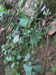 Leptosia