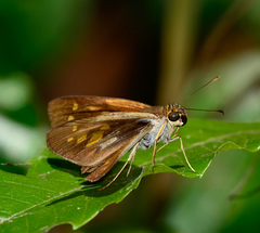 Calpodes triangularis