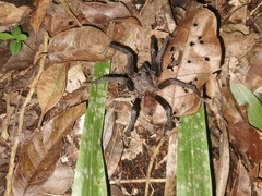 Tliltocatl epicureanus