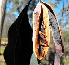 Acacia bancroftiorum