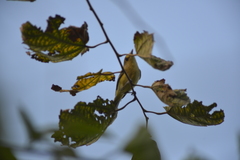 Vireonidae