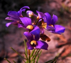 Cheiranthera borealis