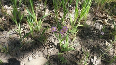 Leptosiphon parviflorus