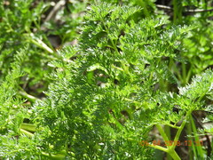 Lomatium dissectum dissectum