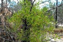 Muellerina bidwillii