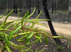 Muellerina bidwillii