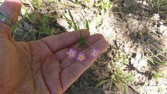 Leptosiphon parviflorus