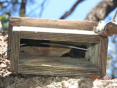 Chalinolobus gouldii