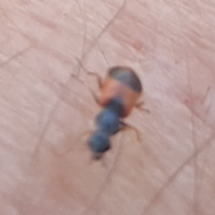 Anthocomus equestris